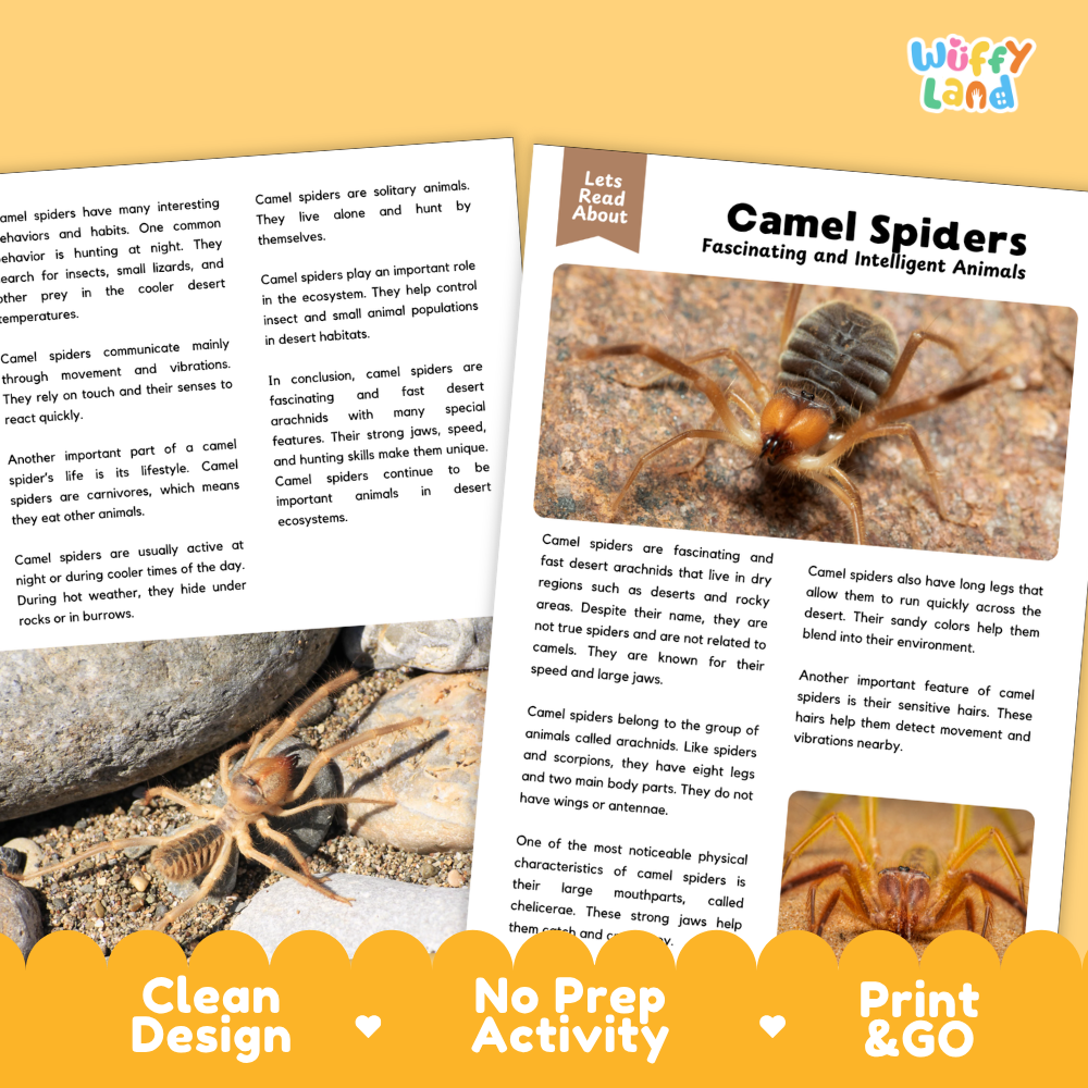 An educational activity sheet about camel spiders, featuring a text page with illustrations, a small 'Let's Read About' bookmark, and a yellow 'Print & Go' card on a white background with a decorative orange footer.