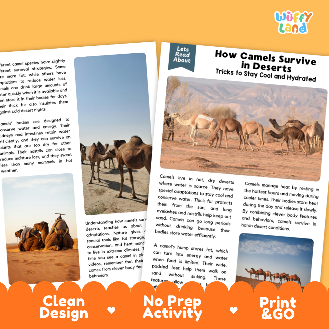 Complete teacher answer key worksheet providing detailed model responses for camel survival comprehension questions