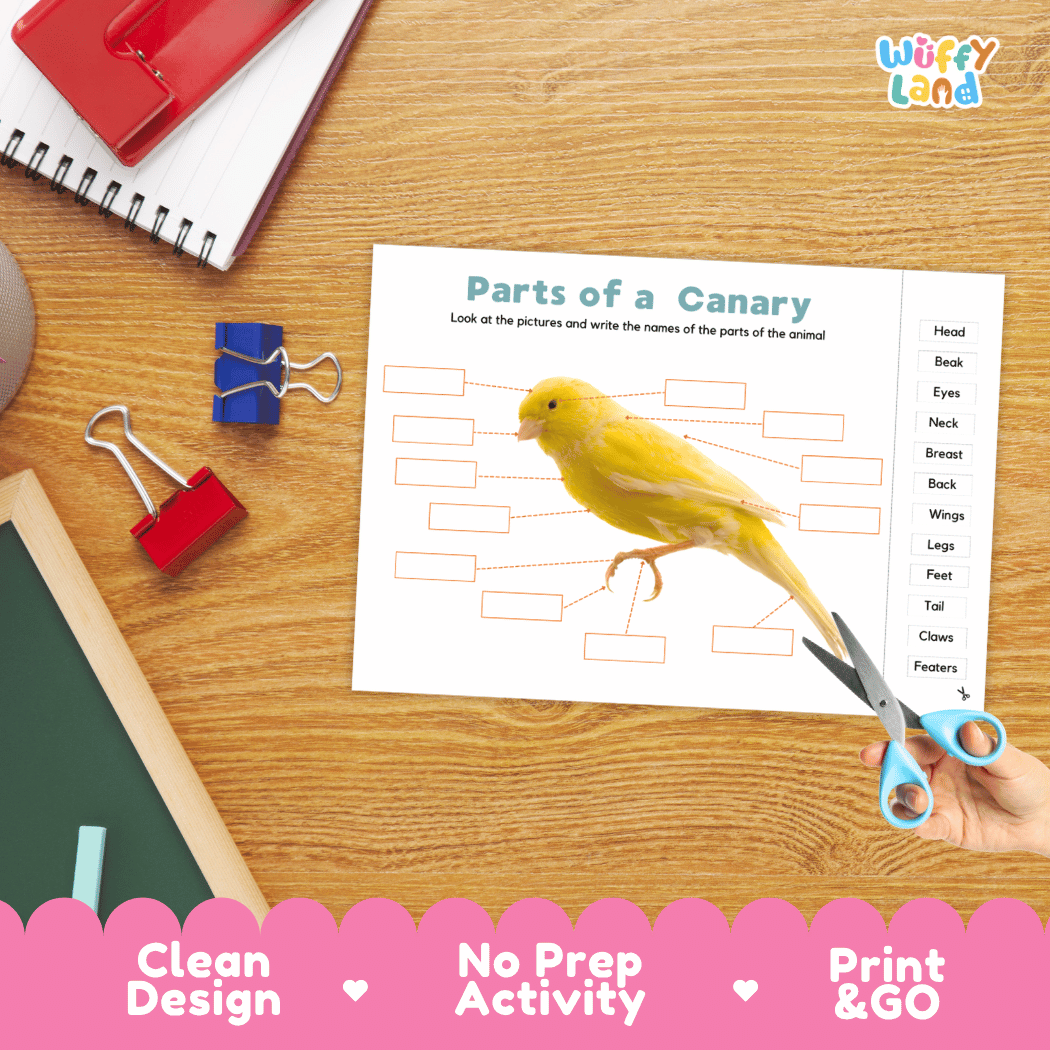 Differentiated canary body parts labeling worksheets featuring fill-in write-in boxes and vocabulary word bank