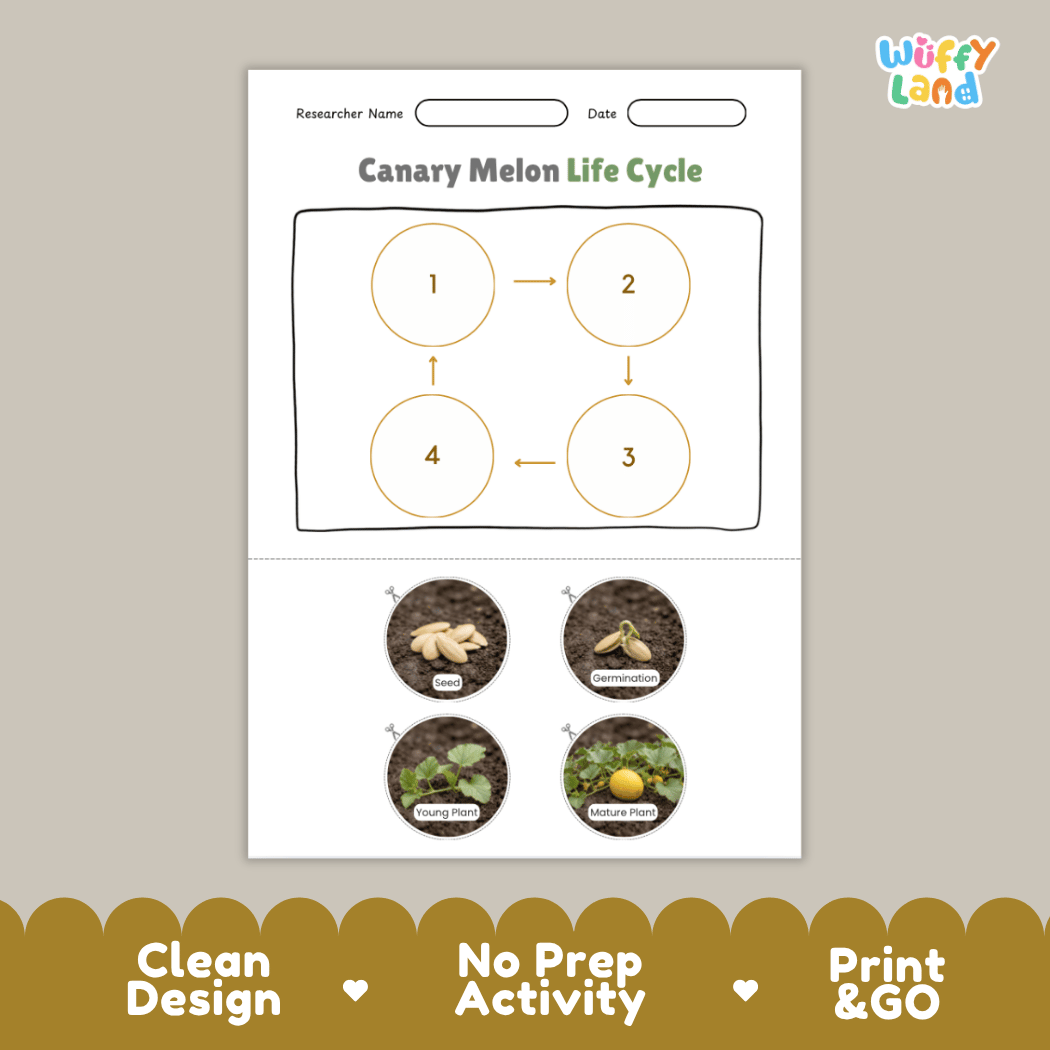Educational reference chart poster showing the 4 stages of the canary melon life cycle from seed and germination to young seedling and mature vine