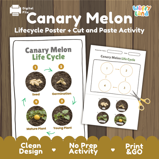 Canary melon plant life cycle educational poster and cut and paste printable sequencing activity featuring real photos for elementary science