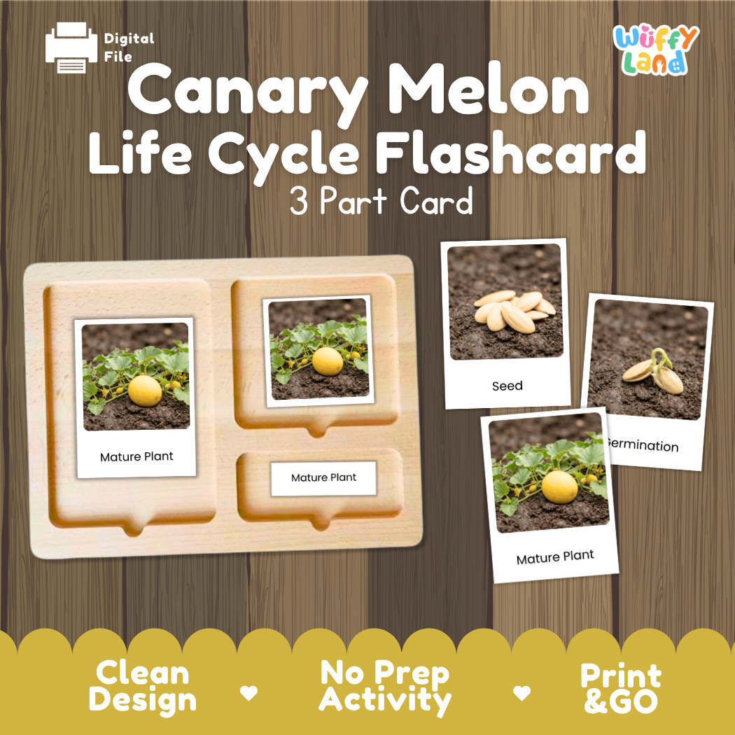 Montessori three-part cards featuring real photographs of canary melon vine growth stages including mature plant, young plant, and germination 🗂️🏷️