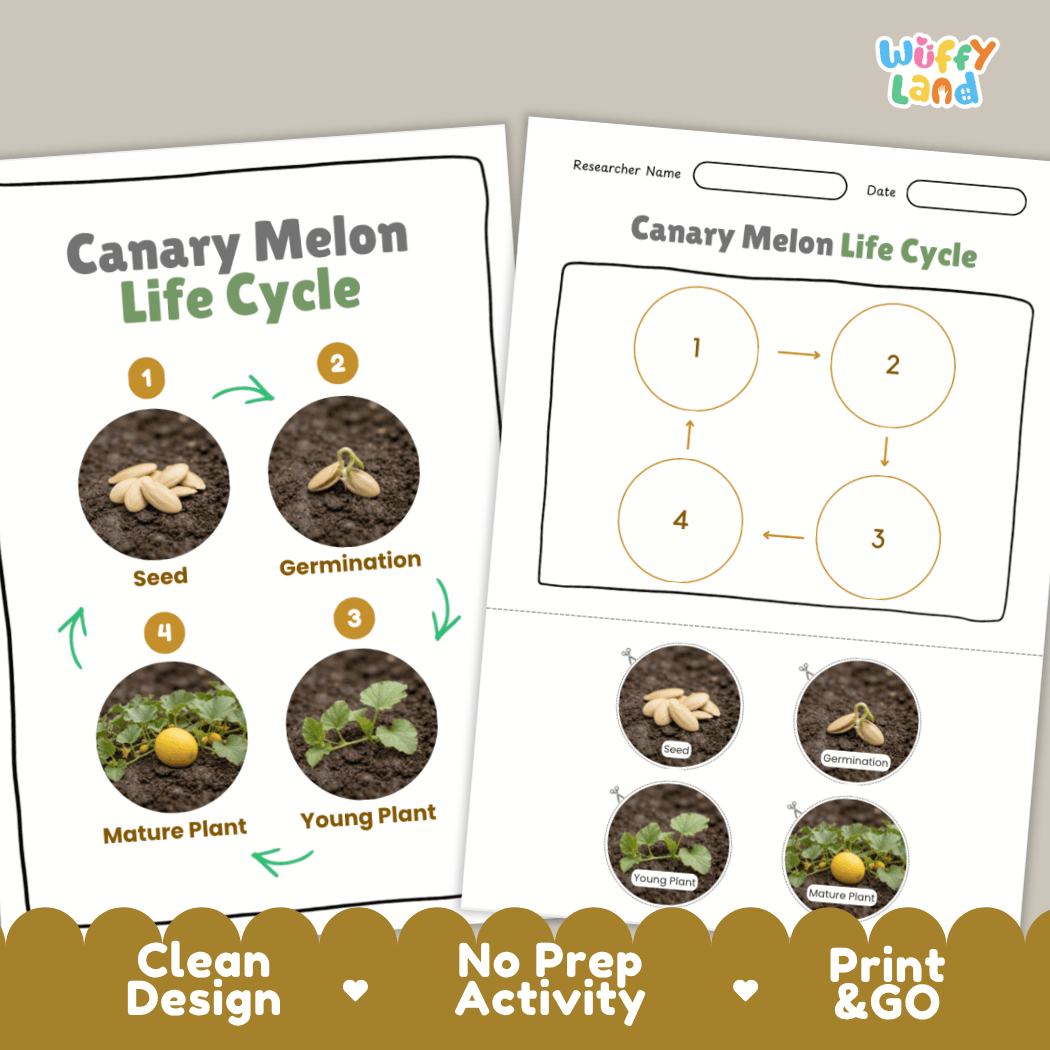 Print and go digital PDF plant science activity featuring clean design layout, researcher name line, and zero prep classroom format