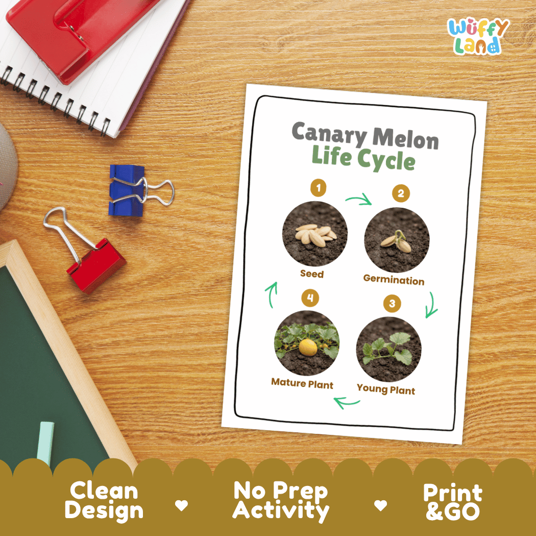Hands-on cut and paste science worksheet with numbered circular slots for students to sequence real photo stages of a canary melon plant