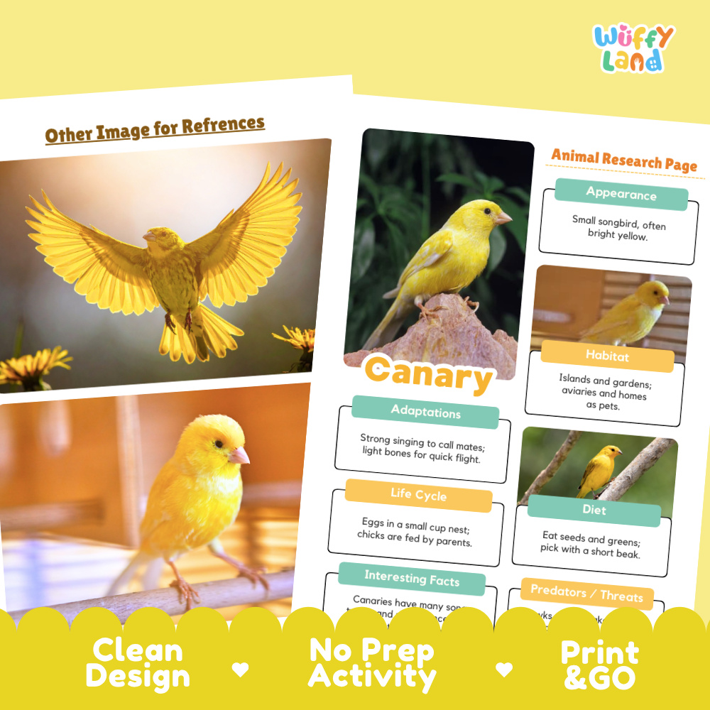 Two printed educational reference sheets about canary birds laid on a pale yellow background. The sheets contain bird photos, labeled sections for appearance, habitat, adaptations, life cycle, diet, and interesting facts, plus marketing text along the bottom reading 'Clean Design,' 'No Prep Activity,' and 'Print & GO.