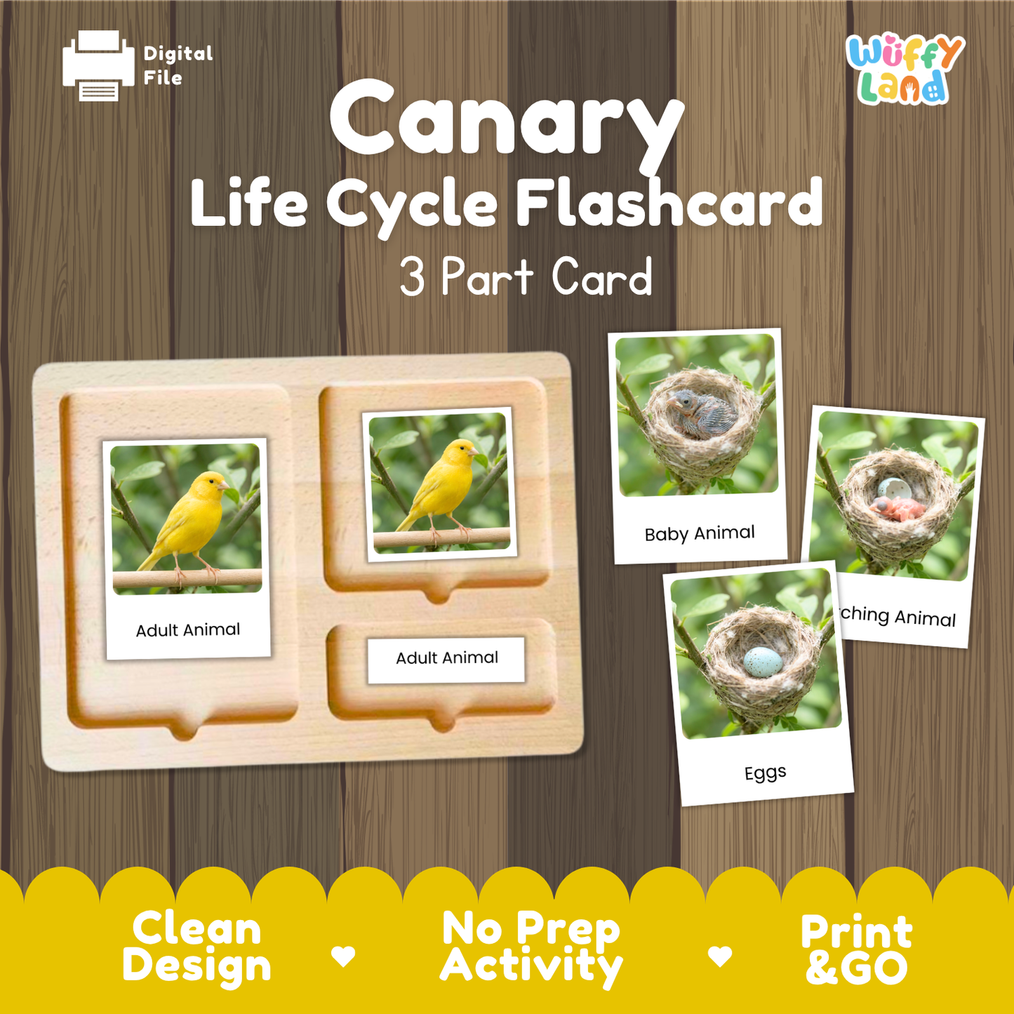 Canary Life Cycle Flashcard 3 Part Cards Science Activity Printable