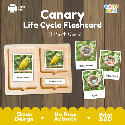 Canary Life Cycle Flashcard 3 Part Cards Science Activity Printable