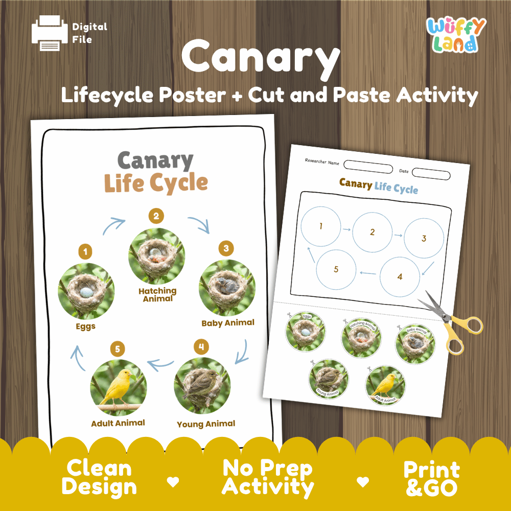 Canary Life Cycle Poster and Cut and Paste Worksheet Activity