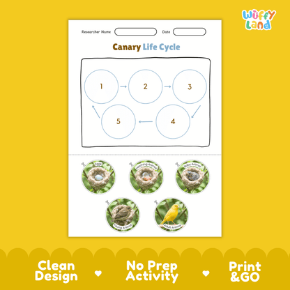 Canary Life Cycle Poster and Cut and Paste Worksheet Activity