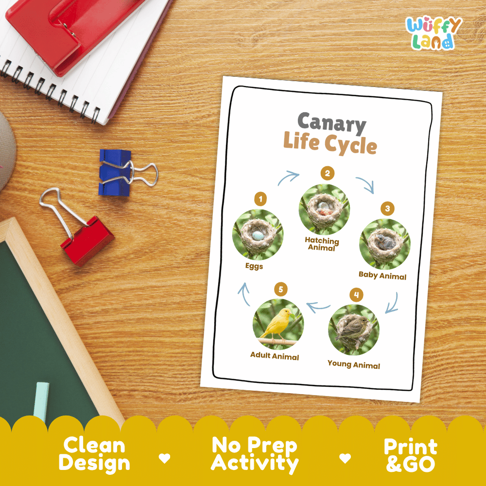 Canary Life Cycle Poster and Cut and Paste Worksheet Activity
