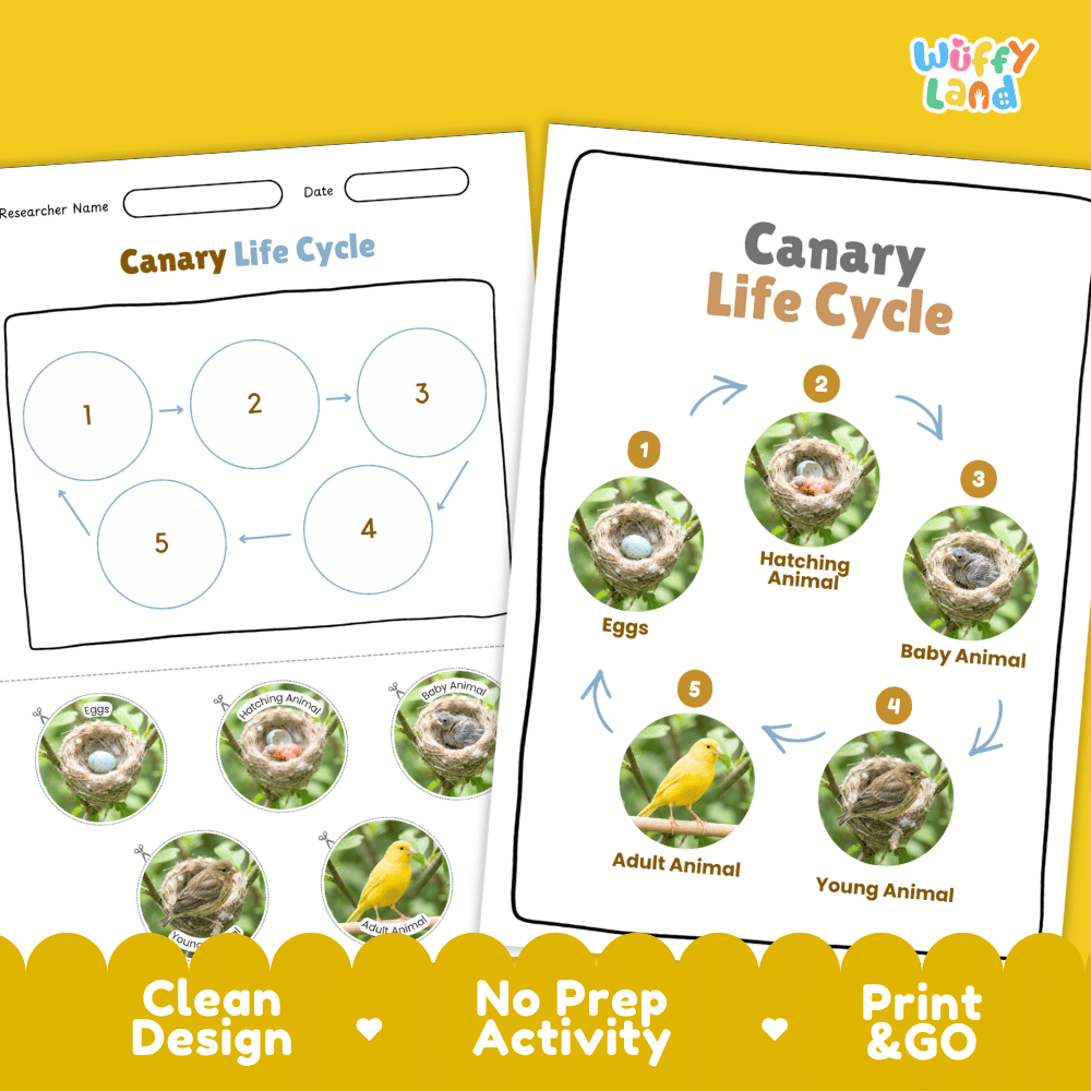 Canary Life Cycle Poster and Cut and Paste Worksheet Activity