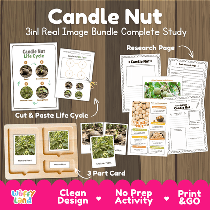Complete Candle Nut 3-in-1 real image study bundle featuring cut and paste worksheets, Montessori 3-part cards, and research pages 🌰🌱