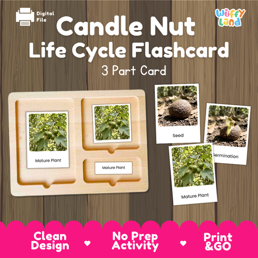 Montessori three-part cards featuring real photographs of candle nut growth stages including mature plant, young plant, and germination 🗂️🏷️