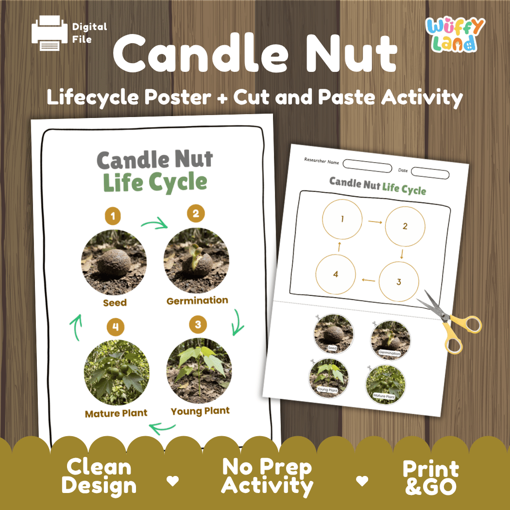 Candle Nut Life Cycle Poster and Cut and Paste Activity Worksheets