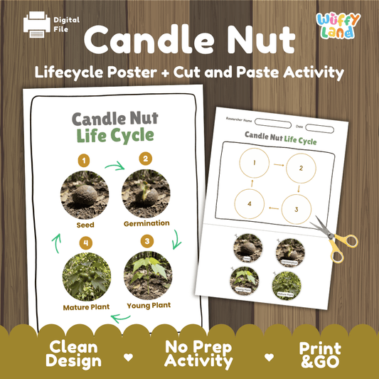 Student fruit and nut research printable fact sheet detailing candle nut appearance, tropical habitat, oil uses, and nutrition with real images 📝🔍