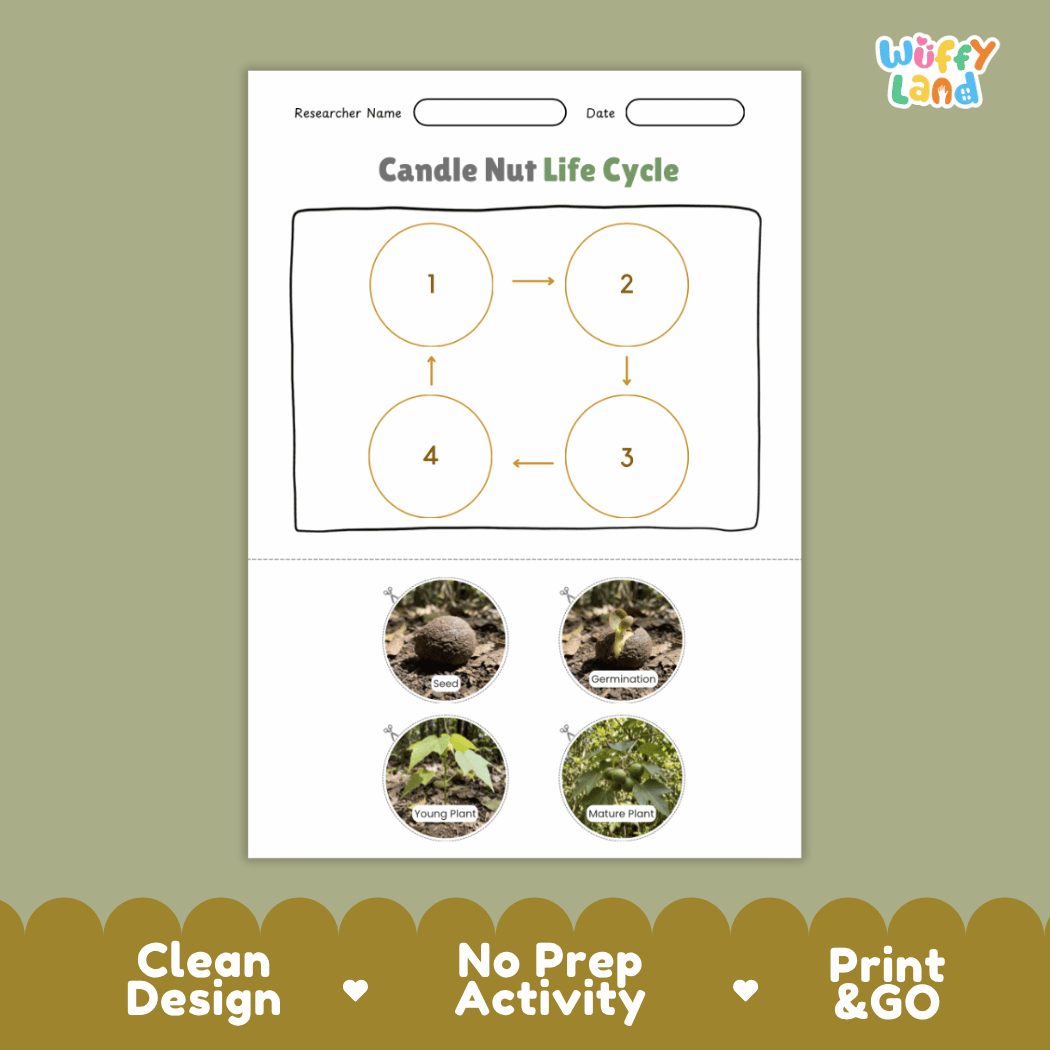Candle Nut Life Cycle Poster and Cut and Paste Activity Worksheets