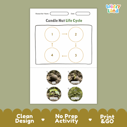 Candle Nut Life Cycle Poster and Cut and Paste Activity Worksheets