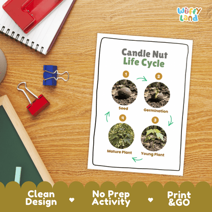 Candle Nut Life Cycle Poster and Cut and Paste Activity Worksheets