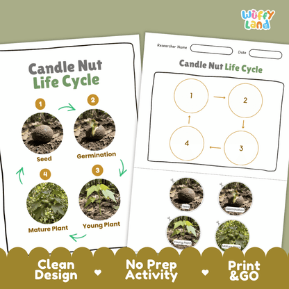 Candle Nut Life Cycle Poster and Cut and Paste Activity Worksheets