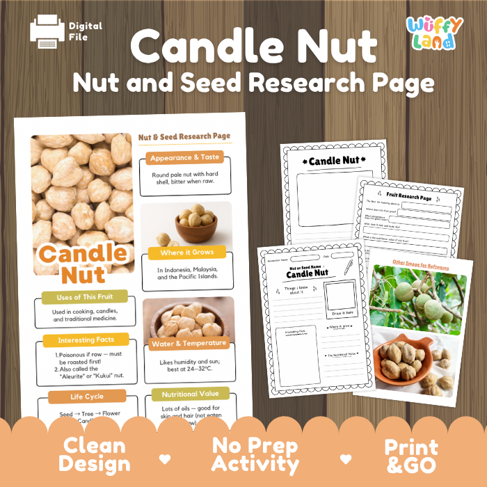 Digital preview of a 'Candle Nut Nut and Seed Research Page' activity sheet set by Wiffly Land, featuring a main educational poster and two smaller worksheet pages on a wood-grain background with promotional text.