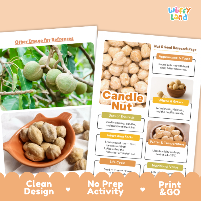A printed educational poster about candle nuts shown on a peach background with promotional text reading 'Clean Design,' 'No Prep Activity,' and 'Print & GO.' The poster includes a photo of green unripe nuts on a tree, a bowl of nuts, and a chart titled 'Candle Nut' with sections on appearance, taste, uses, where it grows, interesting facts, life cycle, and nutritional value.