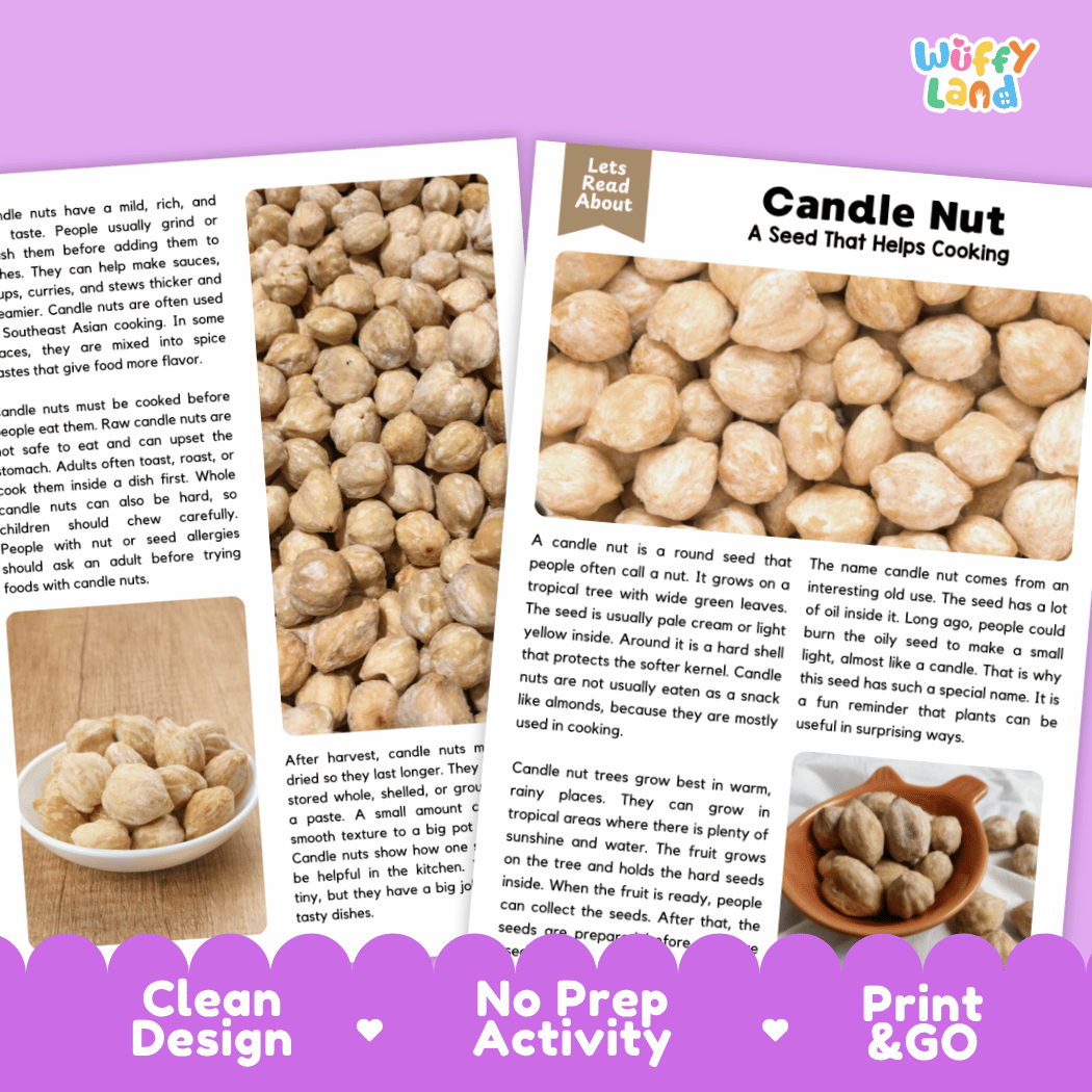 A printed educational poster or booklet page about candle nuts, with two tan panels containing text and small photos of candied nuts, plus purple footer banners reading 'Wiffly land' and 'Clean Design No Prep Activity Print & GO'.