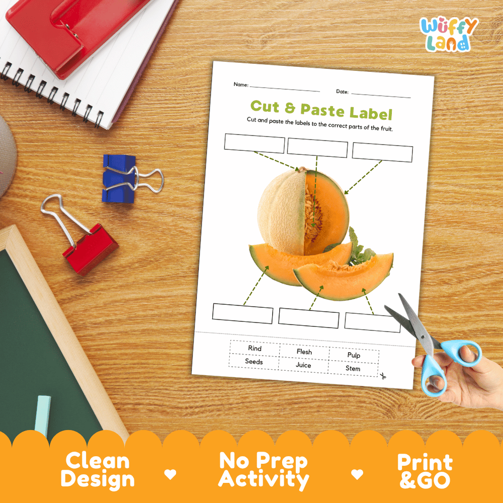 Differentiated cantaloupe fruit labeling worksheets featuring write-in callout boxes and vocabulary word bank