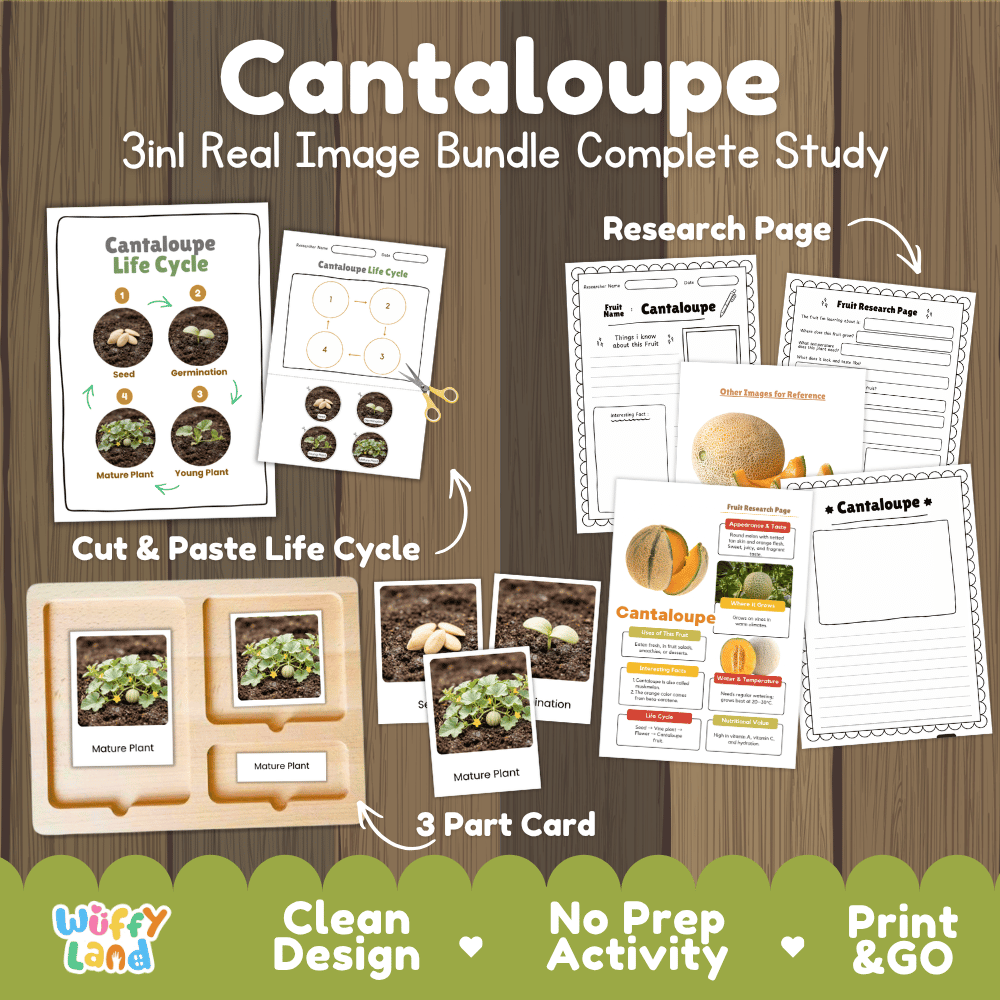 Cantaloupe Life Cycle 3-in-1 real image bundle complete study overview featuring cut and paste worksheets, Montessori 3-part cards, and research pages from Wuffy Land 🍈🌱
