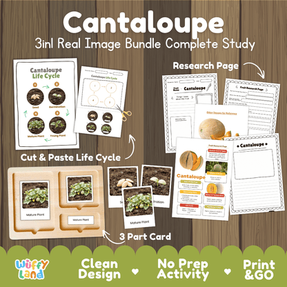 Cantaloupe Life Cycle 3-in-1 real image bundle complete study overview featuring cut and paste worksheets, Montessori 3-part cards, and research pages from Wuffy Land 🍈🌱
