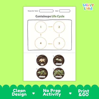Educational reference chart poster showing the 4 stages of the cantaloupe life cycle from seed and germination to young seedling and mature vine