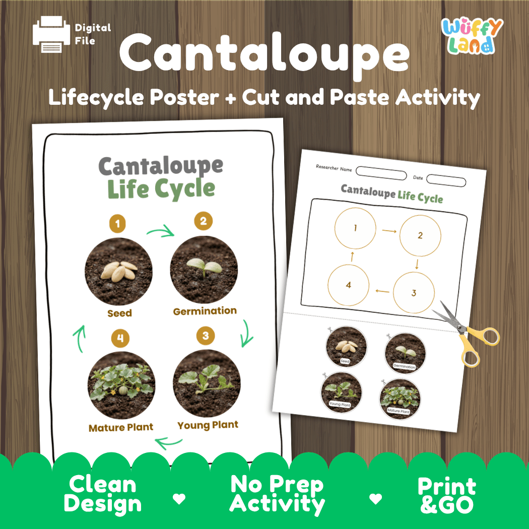 Cantaloupe plant life cycle educational poster and cut and paste printable sequencing activity featuring real photos for elementary science