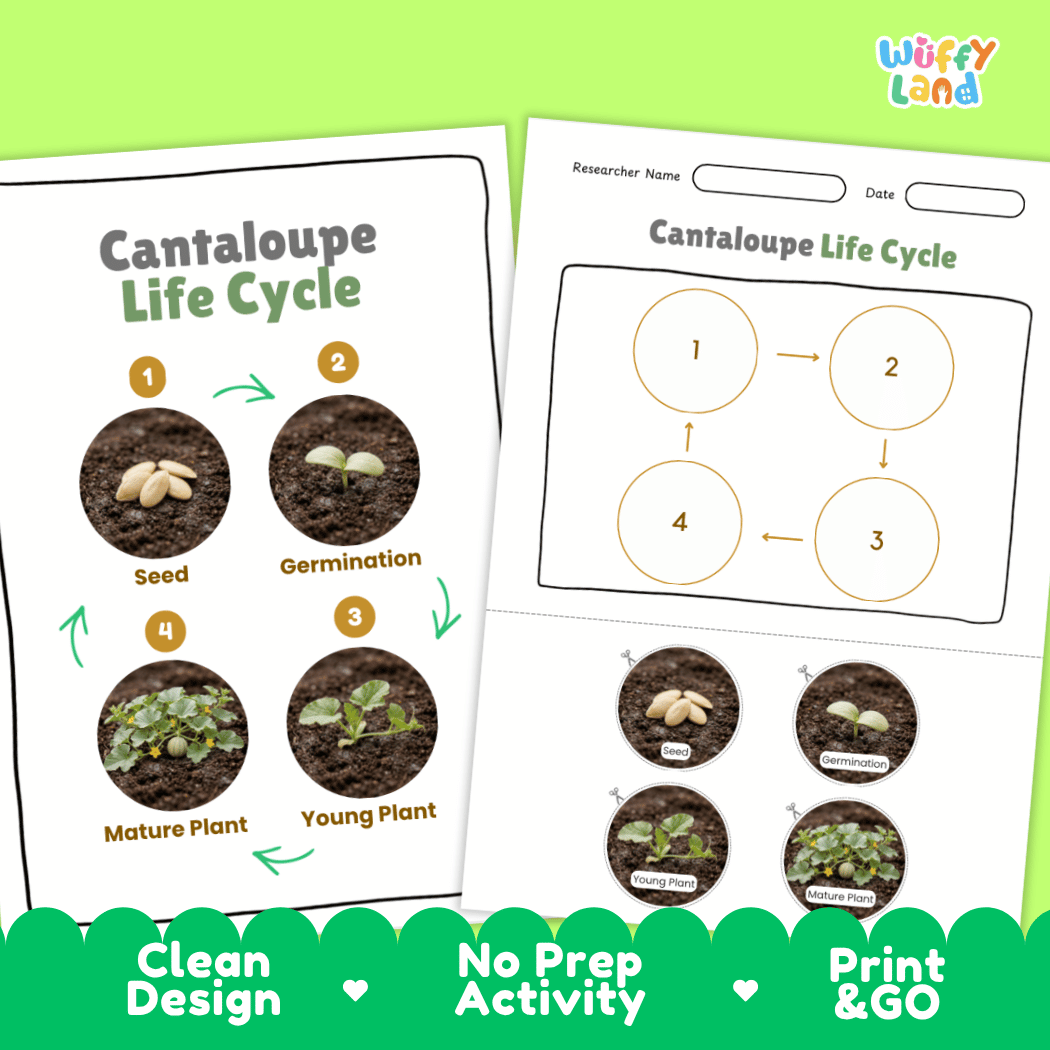 Print and go digital PDF plant science activity featuring clean design layout, researcher name line, and zero prep classroom format