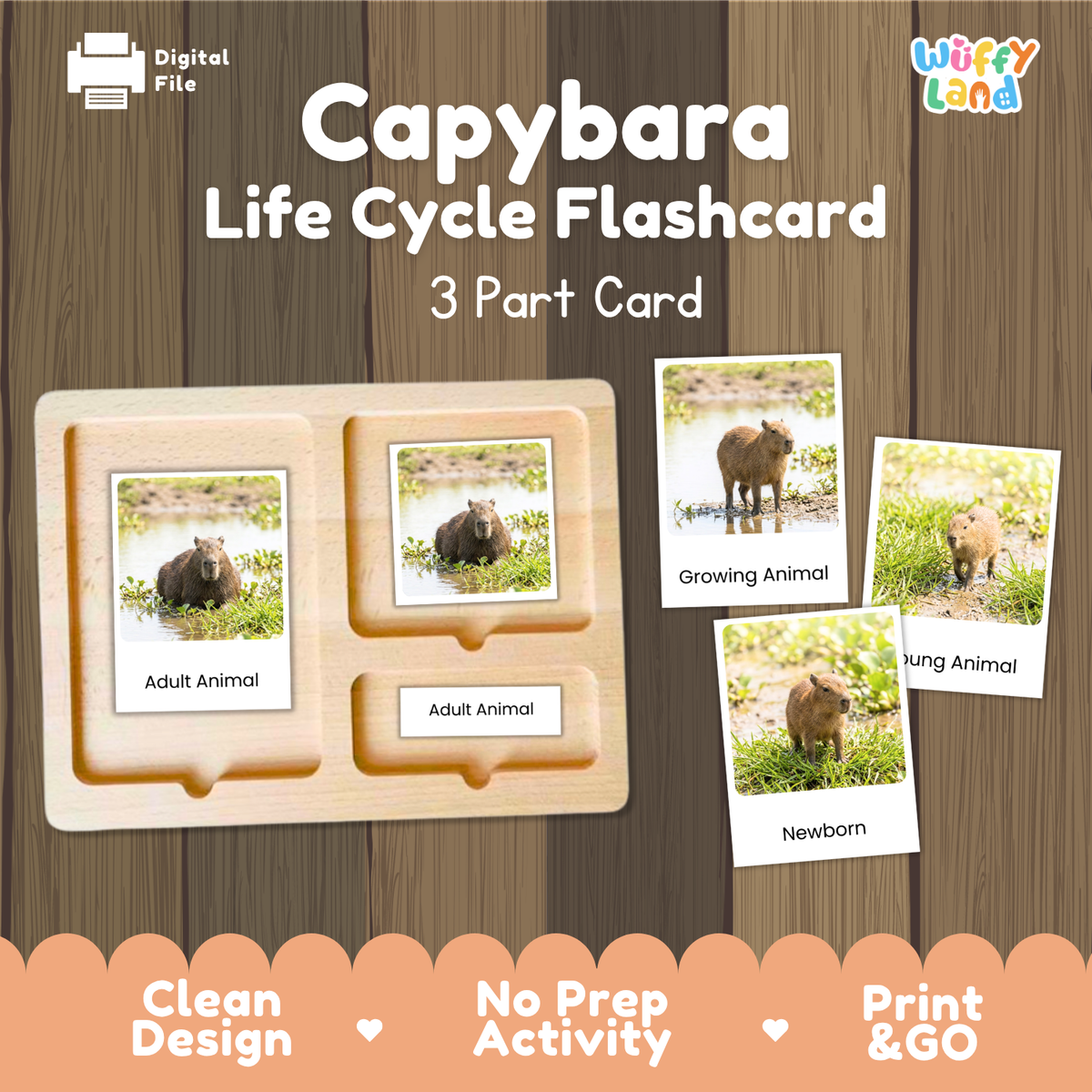 Capybara Life Cycle Flashcards | 3 Part Cards Biology Activity
