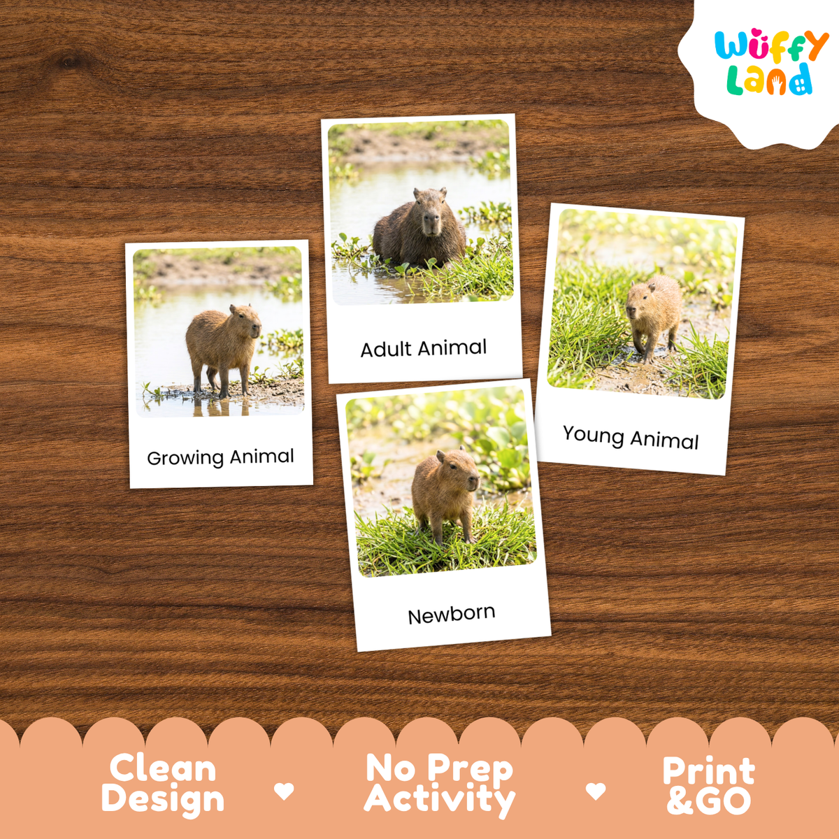 Four animal identification cards showing capybara stages labeled Growing Animal, Adult Animal, Young Animal, and Newborn, arranged on a wooden surface. The Wuffly Land logo appears in the top right, and a peach banner at the bottom reads Clean Design, No Prep Activity, and Print & GO.