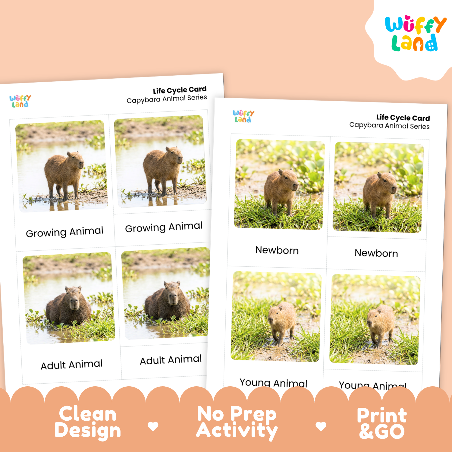 Two printable Life Cycle Card sheets for capybara animals, shown on a peach background with a Wüffery Land logo. The cards show staged photos of a capybara at newborn, growing, adult, and young stages, with text labels and marketing callouts at the bottom.