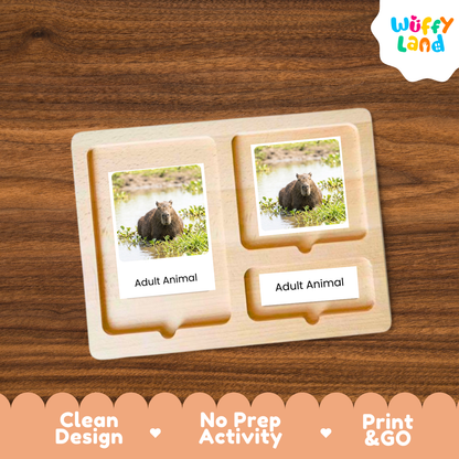 Capybara Life Cycle Flashcards | 3 Part Cards Biology Activity