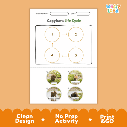 Capybara Life Cycle Poster and Cut and Paste Activity Worksheet