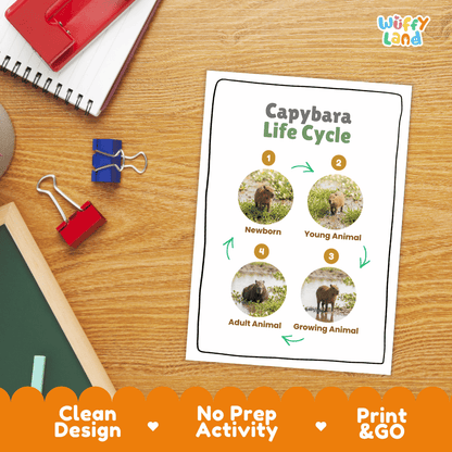 Capybara Life Cycle Poster and Cut and Paste Activity Worksheet