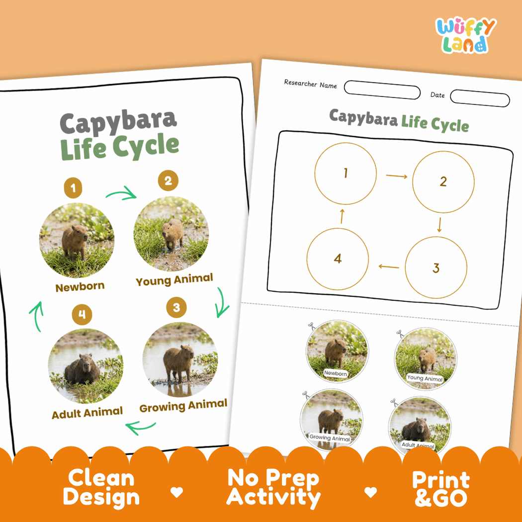 Capybara Life Cycle Poster and Cut and Paste Activity Worksheet