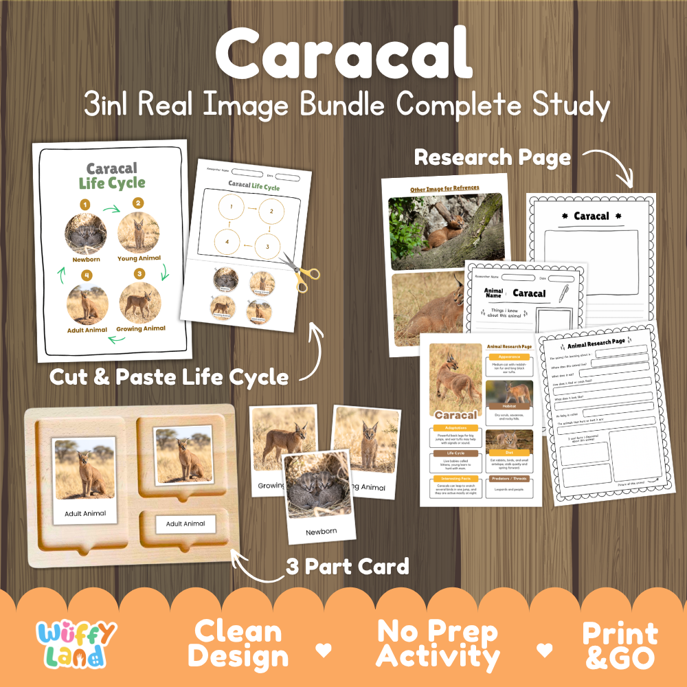 Caracal 3-in-1 real image bundle complete study cover showing cut and paste life cycle, 3 part cards, and research pages