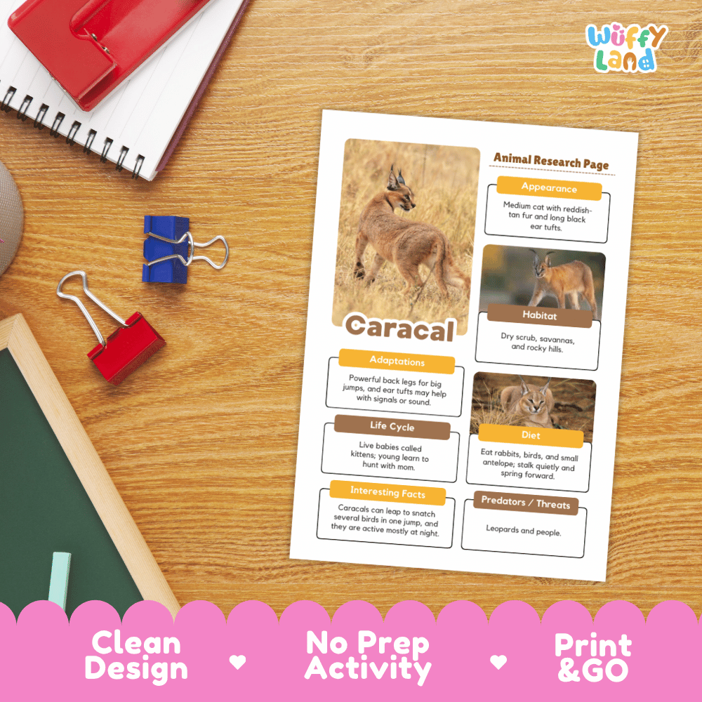 An educational animal research activity sheet about a caracal, styled in a flat-lay on a wooden desk with school supplies. The sheet features a clean layout with text boxes, animal photos, and a title.