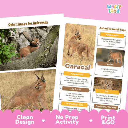 A product listing graphic for an educational activity sheet titled 'Animal Research Page' by the brand 'Wiffly Land'. The sheet features a pink border, a section labeled 'Other Image for References' with pictures of caracals, and a main 'Caracal' research page with labeled sections for Appearance, Habitat, Adaptations, Life Cycle, Diet, and Predators/Threats, each accompanied by a photo of a caracal.