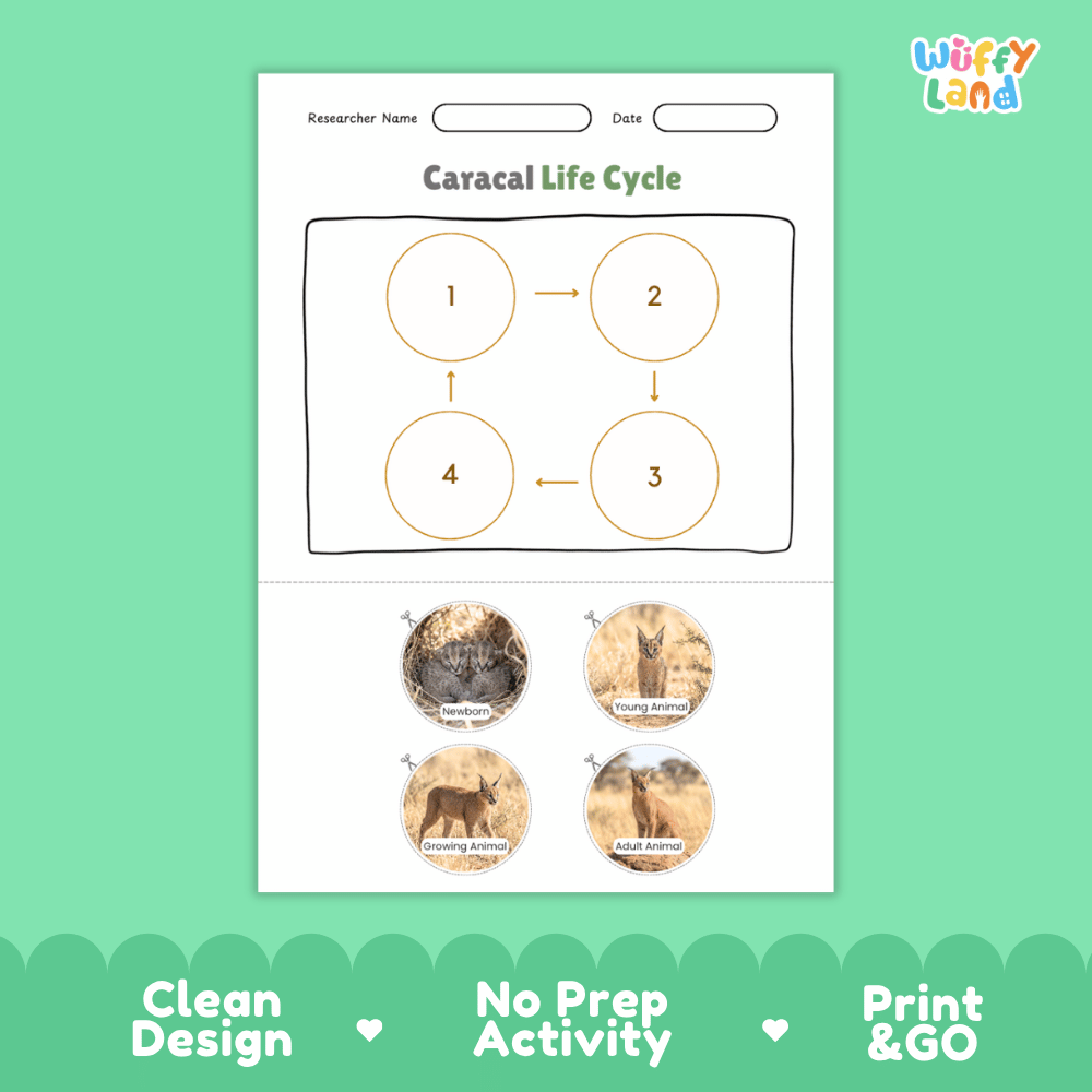 Caracal Life Cycle Poster and Cut and Paste Activity Worksheets