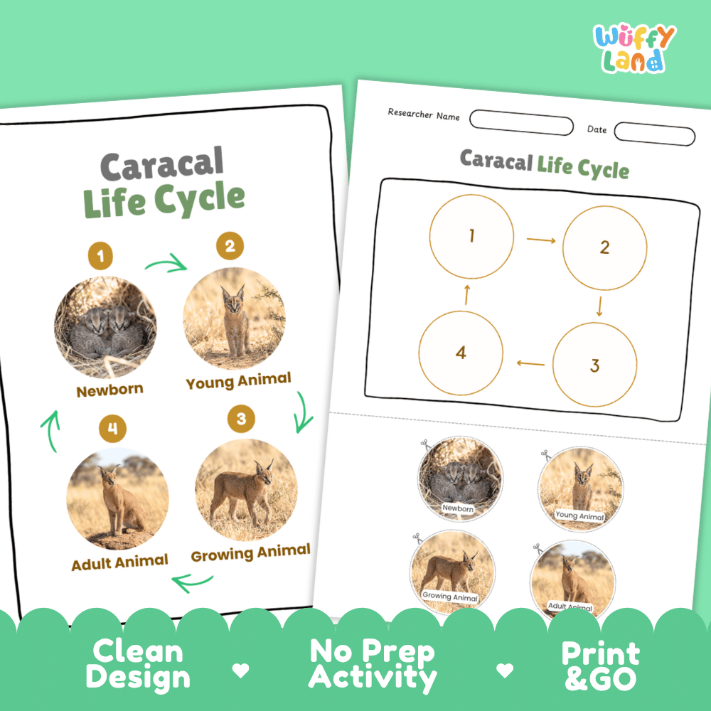 Caracal Life Cycle Poster and Cut and Paste Activity Worksheets