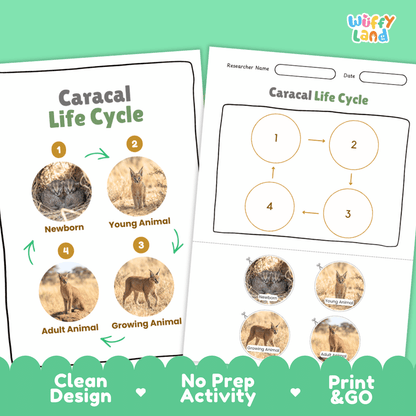 Caracal Life Cycle Poster and Cut and Paste Activity Worksheets