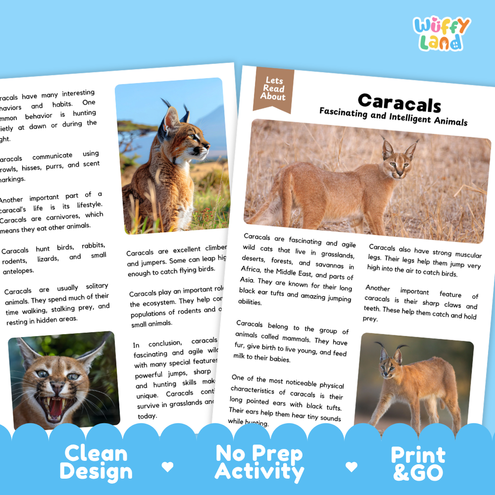 A printed educational poster or booklet page titled 'Caracals' with text blocks, small inset photos of a caracal in natural settings, and a 'Wuffify Land' logo at the top right. The page is laid out on a white background with a faint diagonal grid.