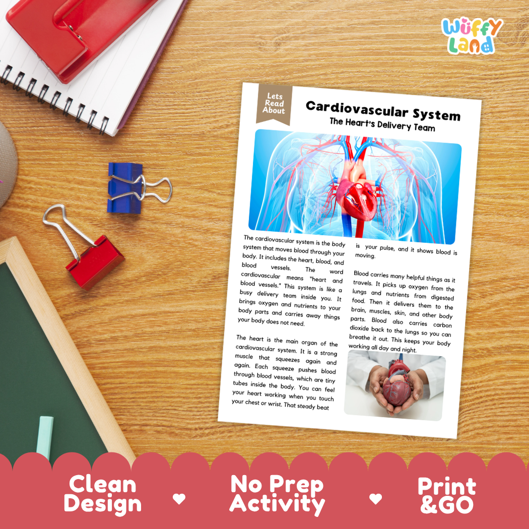 Student reading comprehension worksheet with short-answer questions and lined sections about the human cardiovascular system