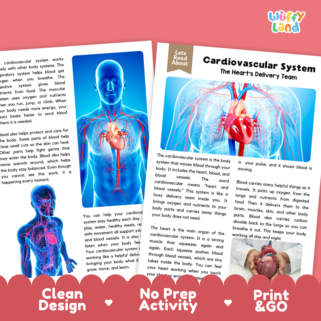 Teacher answer key page showing complete question solutions for Cardiovascular System human body reading comprehension practice