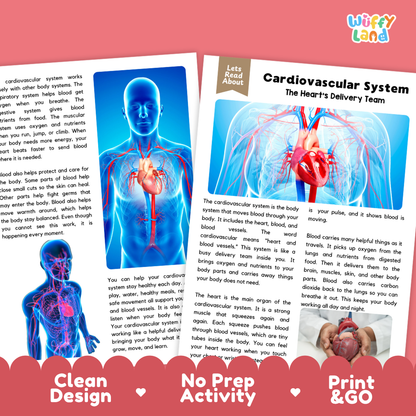 Teacher answer key page showing complete question solutions for Cardiovascular System human body reading comprehension practice