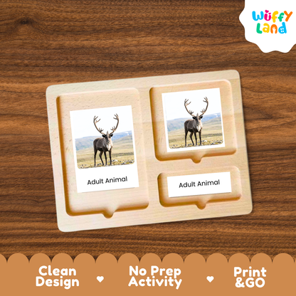 Caribou / Reindeer Life Cycle Flashcard 3 Part Card